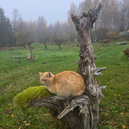 Baltas Raganinas Pirts Villa Sabile Bagian luar foto