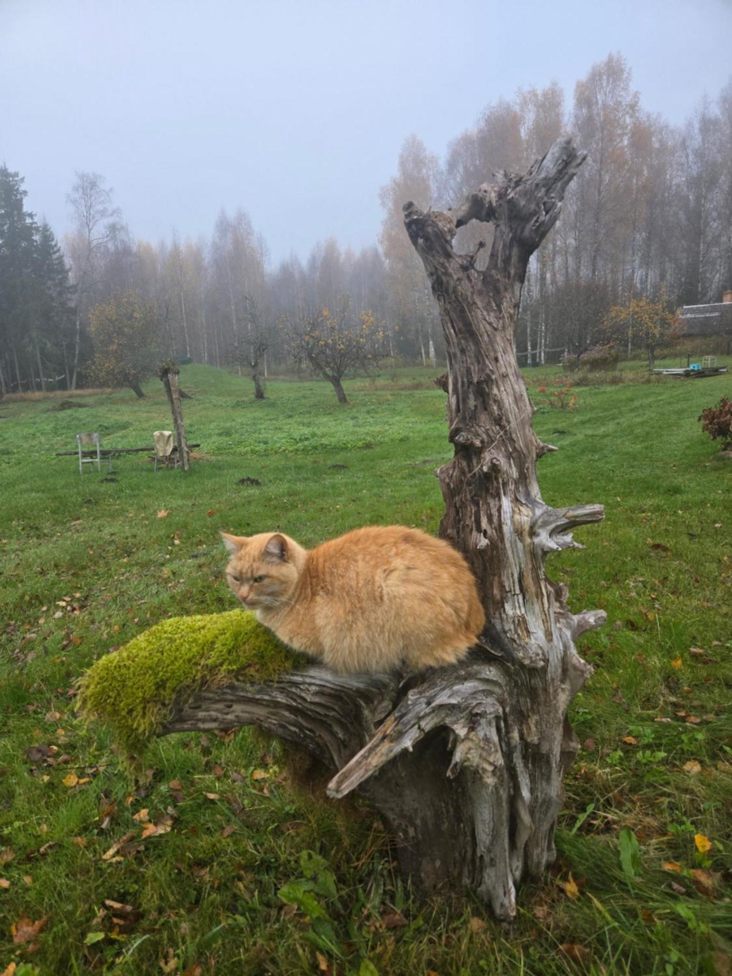 Baltas Raganinas Pirts Villa Sabile Bagian luar foto